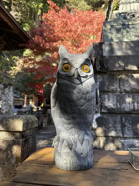 article-files/274/2025-07-13-01-30-40-e80a.webp 大山(神奈川)登山の旅レビュー - ハイキングの旅