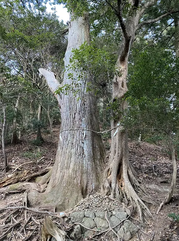 article-files/274/2025-07-13-01-34-32-2796.webp 大山(神奈川)登山の旅レビュー - ハイキングの旅