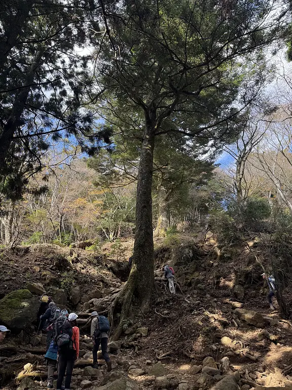 article-files/274/2025-07-13-01-30-42-4f44.webp 大山(神奈川)登山之旅回顾 - 徒步远足之旅